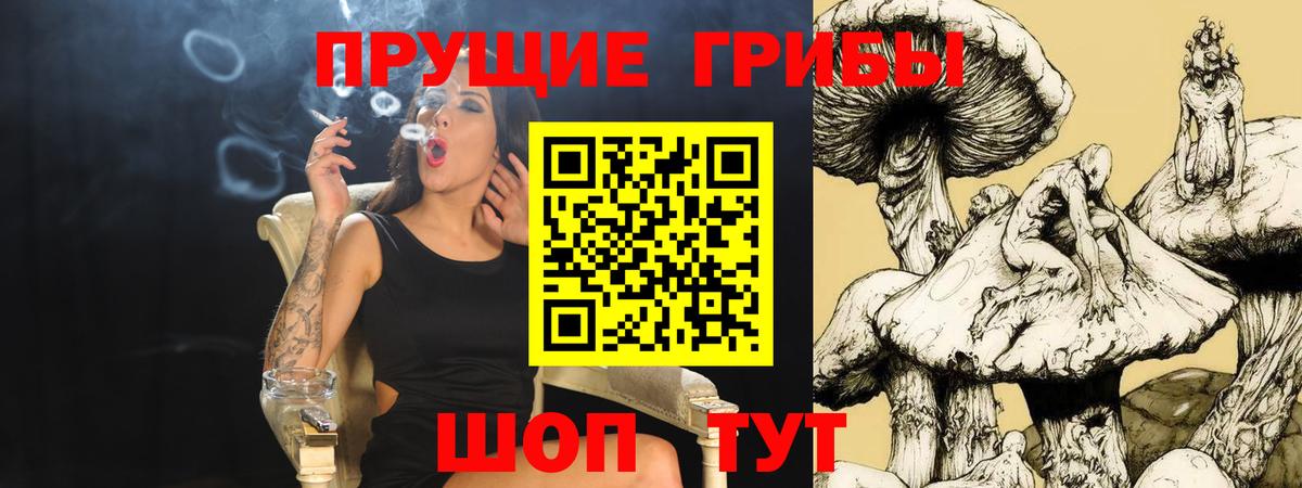 Сорочинск  Псилоцибиновые грибы Cubensis  Вход с VPN 